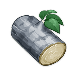 은빛삼나무 원목