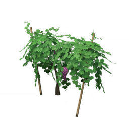 어린 포도 넝쿨