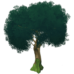 키 큰 췌화나무