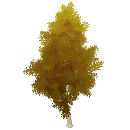 키 큰 자작나무