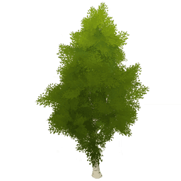 갓 자란 자작나무