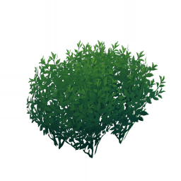 「선잎의 근본」