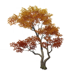 바위잡이 반복나무