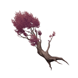 적홍색 현침나무