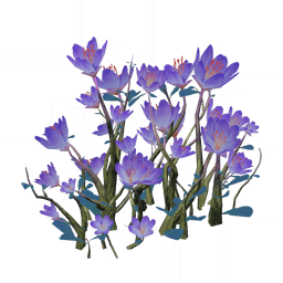 「평온한 보라 히비스커스」