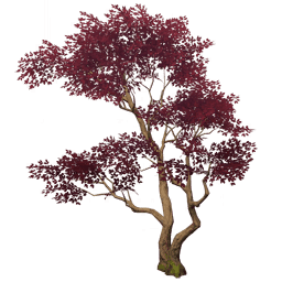 「말린 장미의 잠」