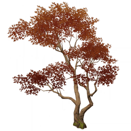 「진홍색의 기러기」