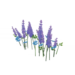 「평온한 자색 꿈」