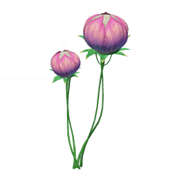 「벚꽃과 바다 불로초의 꿈」