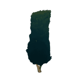 울타리 나무-「푸르름」