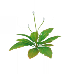 「피어오르는 푸르름」