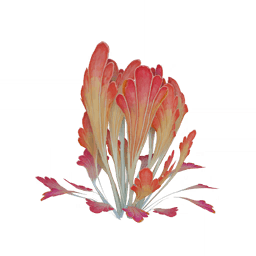 「촘촘한 노을처럼」