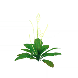 「맑은 꽃물과 대지」
