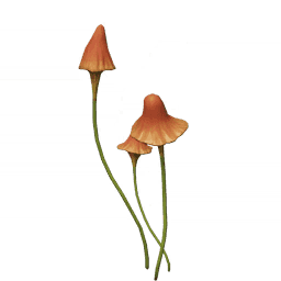 붉은색 살랑 버섯