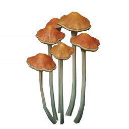갈색 우뚝 버섯